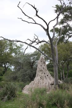 African savannah summer pictrures wild safari Tanzania Rwanda Botswana Kenya
