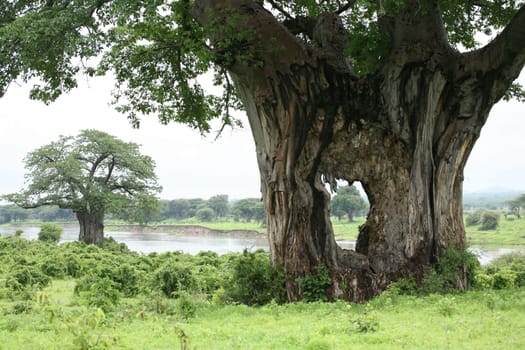 African savannah summer pictrures wild safari Tanzania Rwanda Botswana Kenya