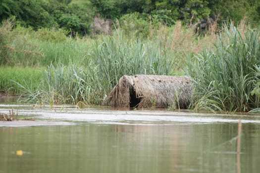 African savannah summer pictrures wild safari Tanzania Rwanda Botswana Kenya