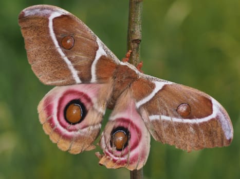 Madagascar Emperor Spinner - Silk Moth