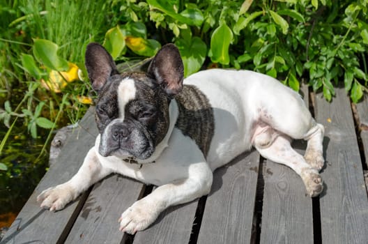 Dog, French bulldog sits on a grass