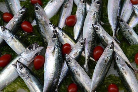 Fresh Mackerel (Scomber scrombrus) for sale at market.