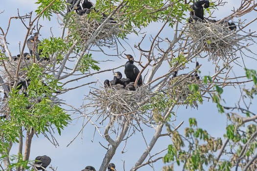 Double Crested Cormorants in a Nesting Tree on Grotto Lake in Fergus Falls, Minnesota