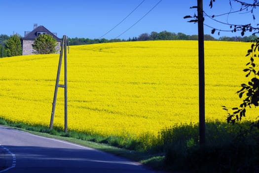 Spring landscape with views from the car to a rapeseed field..