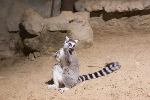 Lemur funny african animal mammal Madagascar