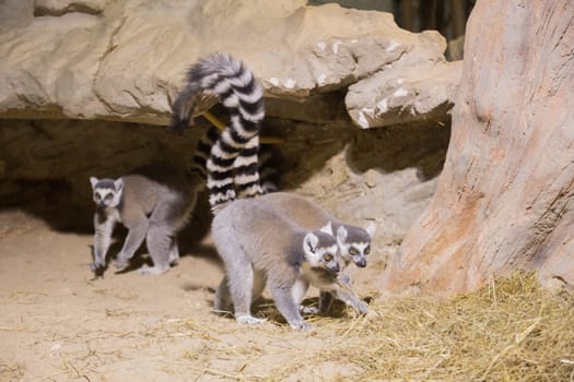 Lemur funny african animal mammal Madagascar