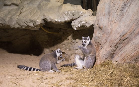 Lemur funny african animal mammal Madagascar