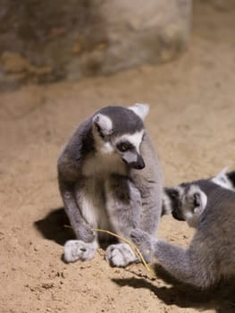 Lemur funny african animal mammal Madagascar