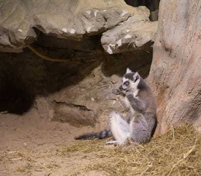 Lemur funny african animal mammal Madagascar