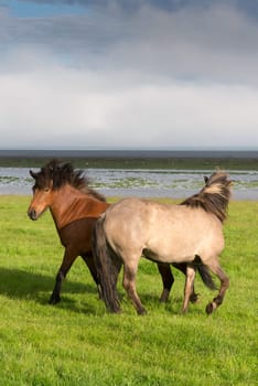 Icelandic horse with beautiful sunset light and overcast sky