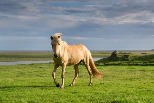 Icelandic horse with beautiful sunset light and overcast sky