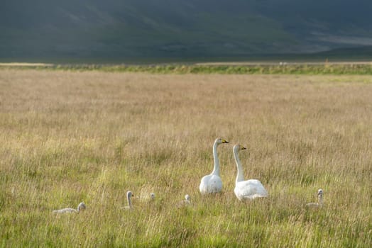 Whooper Swan family, Cygnus cygnus in Iceland