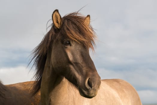 Icelandic horse head in closeup with beautiful sunset light