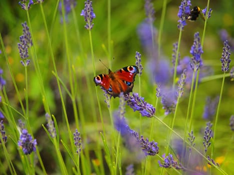 The European peacock (Aglais io) on lavender in a field