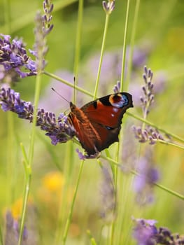 The European peacock (Aglais io) on lavender in a field