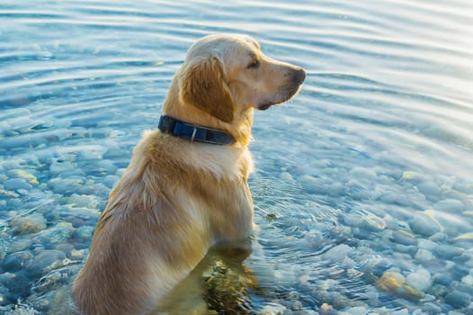 The dog sits in the water and looks into the distance