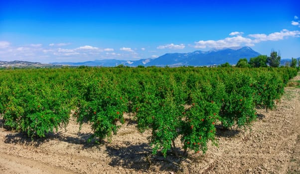Pomegranate garden in the background of mountains in Turkey.