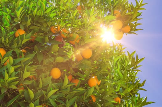 Fruit of oranges on a tree close-up.