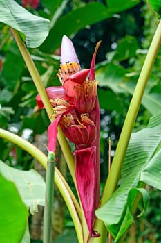 Banana Tree Flower in the Tropics of Costa Rica
