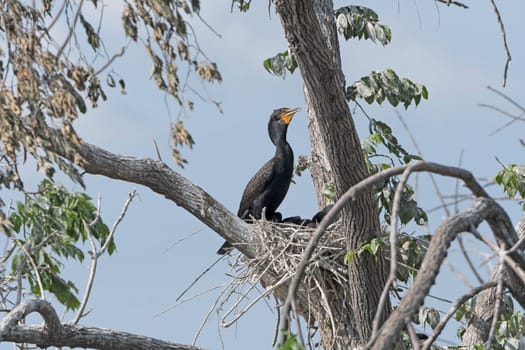 Double Crested Cormorant on its nest on grotto Lake in Fergus Falls, Minnesota