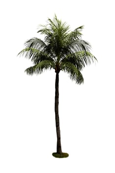 Coconut tree isolated over white background. Summer concept