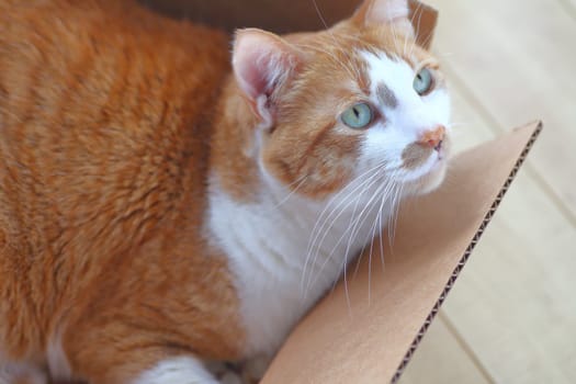 An alert tabby cat in a small box on the floor