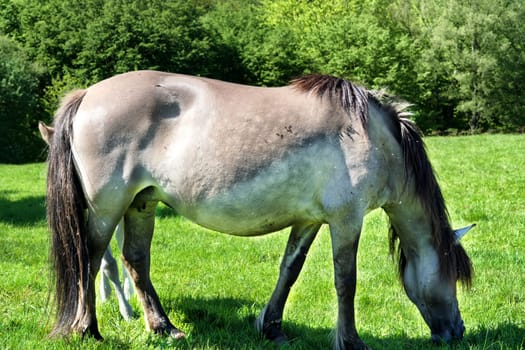 Wild horses in the Neandertal. Tarpan is a Eurasian wild horse preserved by breeding ancient horses breed.