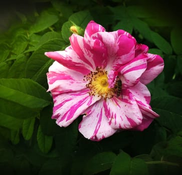 The moss rose is home to a hoverfly in its bloom.