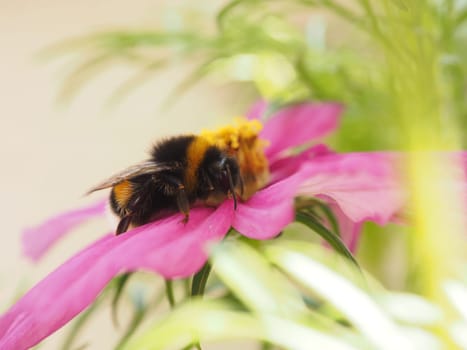 Close up of a bumble bee on a pink flower