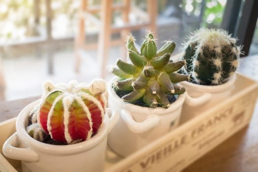 Small cactus pots on wooden table, stock photo