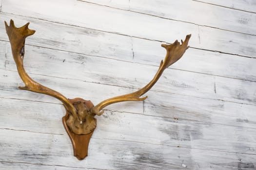 Moose antler hanging on wooden wall, stock photo