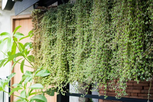 Green leaves plants of vertical garden, stock photo
