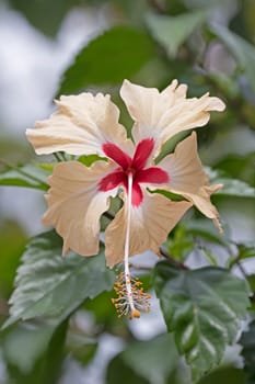 Colorful Wildflower in the Rain Forest in Costa Rica