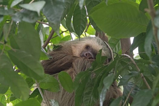 Sleeping Sloth in a Rainforest Tree in Costa Rica