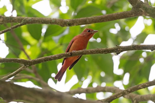 Hepatic Tanager in a tree in Costa Rica