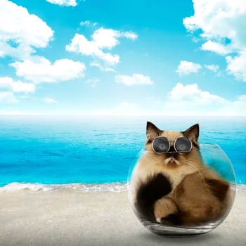 Cute persian cat inside glass bowl with beach background