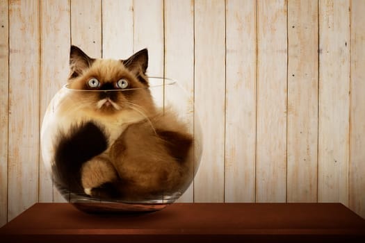 Cute persian cat inside glass bowl on the wooden desk