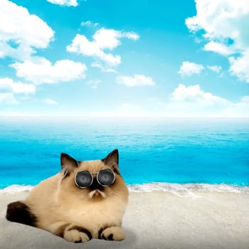 Cute persian cat with beach and sky background