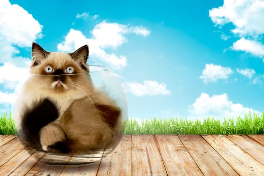 Cute persian cat inside glass bowl with blue sky background