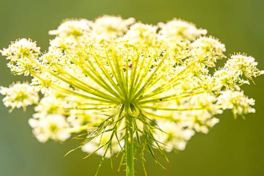 wild carrot,flower from the frog's perspective