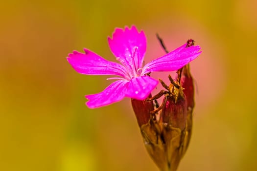 Carthusian carnation,medicinal plant of medieval monasteries