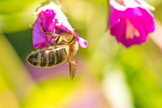 Bee on flower