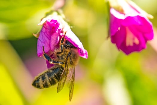 Bee on flower