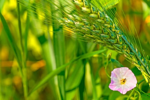 Ackerwinde,Convulvus arvensis with barley