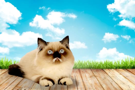 Cute persian cat with blue sky background