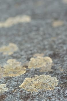 Yellow lichen on a stone in portrait format as a close-up