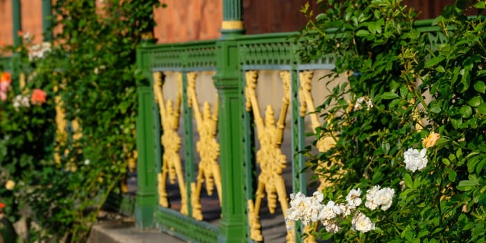 White flowers of roses on a historic iron railing