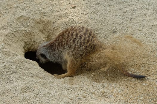 Meerkat digs a cave into the earth and sand