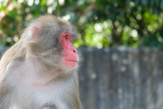 Portrait red-faced macaque (Macaca fuscata) in landscape format