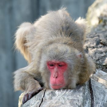 Japanese macaque (Macaca fuscata) with relaxed look and red face